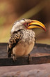 Nashornvogel seitlich