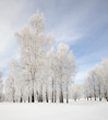 trees in park