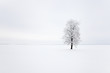tree in the field