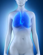 Female lungs respiratory system anatomy
