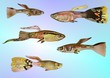 Guppy