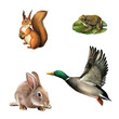 Squirrel, toad, rabbit, drake. Illustration on white background.