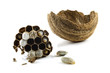 wasps' nest with larva