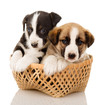 puppies in a basket. isolated on white