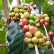 coffee berries on a branch