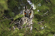 long-eared owl (Asio otus) in the tree close-up