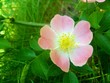 Wilde Rose