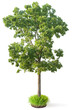 Elm tree