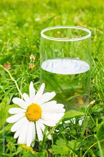 Photo: glass of water and white daisy in green grass glass of water and white daisy in green grass