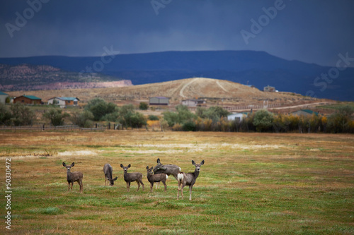 Photo: Deers in field Deers in field