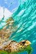 sea turtle
