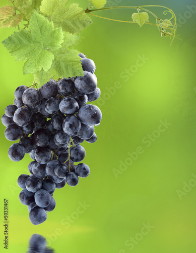 Photo: grappe de raisin muscat noir grappe de raisin muscat noir