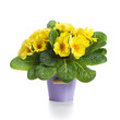 Foto: Yellow Primroses Yellow Primroses