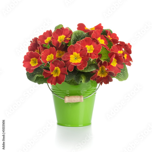 Photo: Red Primroses Red Primroses