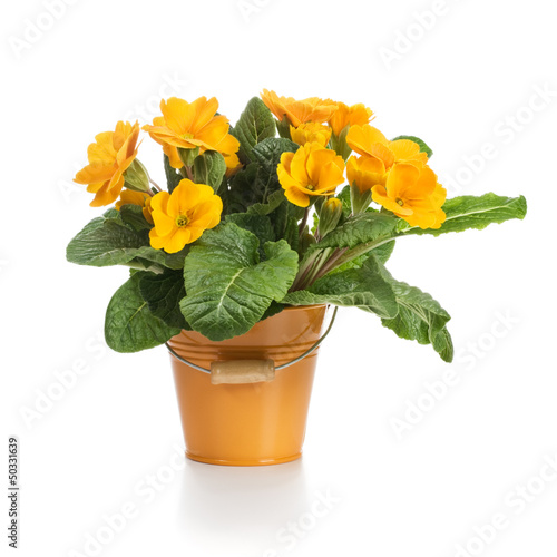 Photo: Orange Primroses Orange Primroses