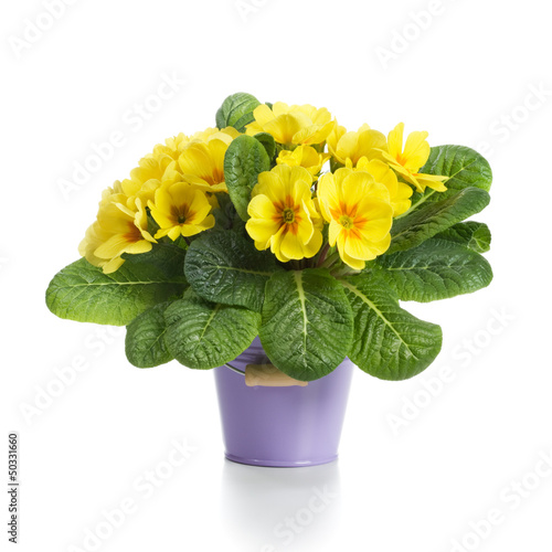 Photo: Yellow Primroses Yellow Primroses