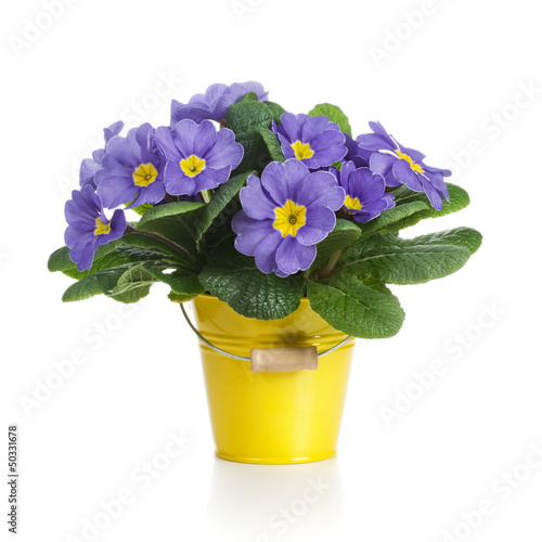 Photo: Lilac Primroses Lilac Primroses