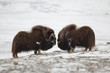 Fighting Musk-ox pair in Norge