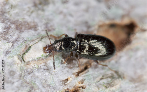 Photo: Salpingus planirostris on wood, extreme close-up Salpingus planirostris on wood, extreme close-up
