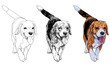 Runnig Beagle