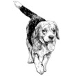 Runnig Beagle