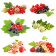 Beeren kollektion