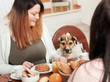 Parson Jack Russell Terrier at home