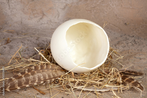 Photo: Empty ostrich egg Empty ostrich egg