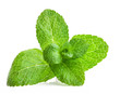 Fresh mint isolated on a white background