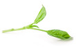 green leaves of spinach isolated on white background