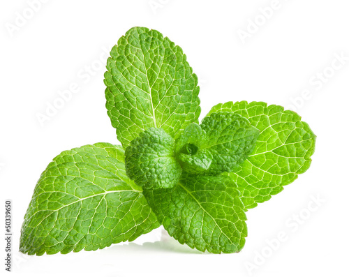 Photo: Fresh mint isolated on a white background Fresh mint isolated on a white background
