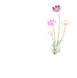 cosmea