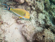 striped doctorfish tang