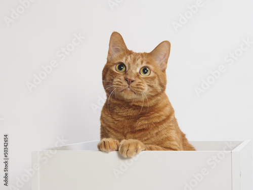 Photo: 白い箱に入った茶トラ猫 白い箱に入った茶トラ猫