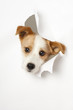 Hund durchbricht Papier - Dog breaks through paper