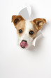 Hund durchbricht Papier - Dog breaks through paper