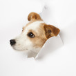 Hund durchbricht Papier - Dog breaks through paper