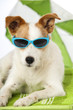 Hund mit Sonnenbrille - Dog with sunglasses