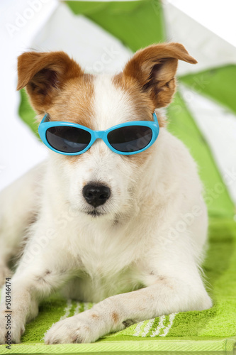 Photo: Hund mit Sonnenbrille - Dog with sunglasses Hund mit Sonnenbrille - Dog with sunglasses