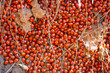 Photo: Seven-spot ladybirds (Coccinellidae, Coccinella septempunctata) Seven-spot ladybirds (Coccinellidae, Coccinella septempunctata)