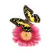 Schmetterling mit Gerbera
