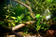 Natural aquqrium representing tropical biotop