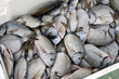 Photo: fischmarkt fischmarkt