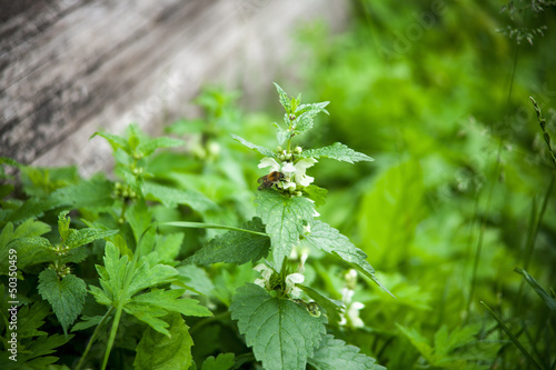 Photo: green nettle flowering green nettle flowering