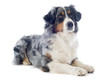 berger australien bleu merle