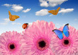 pink gerberas with butterflies and ladybugs