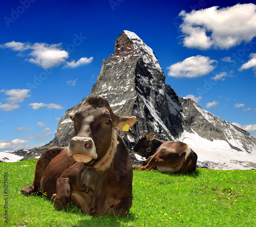 Photo: Cow in the meadow.In the background of the Matterhorn Cow in the meadow.In the background of the Matterhorn