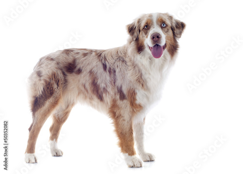 Photo: berger australien rouge merle berger australien rouge merle