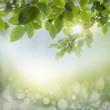 spring background