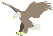 bald eagle